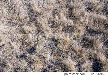 Dry grass on the ground 104296962