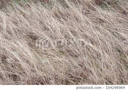 Background of dry grass on the ground Background of dry grass on the ground 104296964