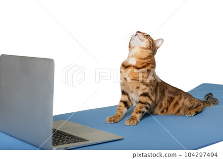 Domestic cat is doing yoga on the mat. Domestic cat is doing yoga on the mat. 104297494