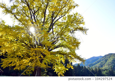 Autumn ginkgo gingko tree Shimane Kingonji Autumn ginkgo gingko tree Shimane Kingonji 104297524