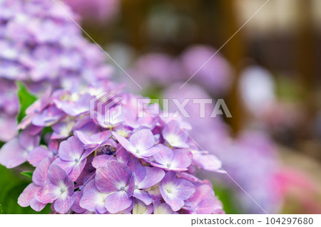 Hydrangea Festival at Fujinomori Shrine in Fushimi Ward, Kyoto City Hydrangea Festival at Fujinomori Shrine in Fushimi Ward, Kyoto City 104297680