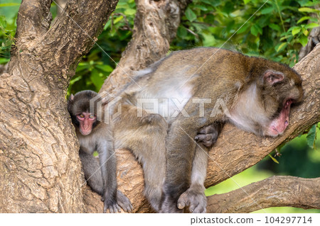 日本獼猴和小猴在樹上打瞌睡 嵐山猴子公園 岩田山 日本獼猴和小猴在樹上打瞌睡 嵐山猴子公園 岩田山 104297714