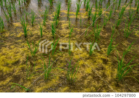 A large number of blue-green algae in rice fields 104297800