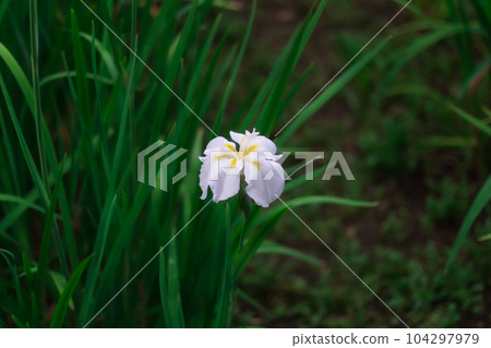 Koishikawa Korakuen 2023 (Summer) Iris 3 Koishikawa Korakuen 2023 (Summer) Iris 3 104297979
