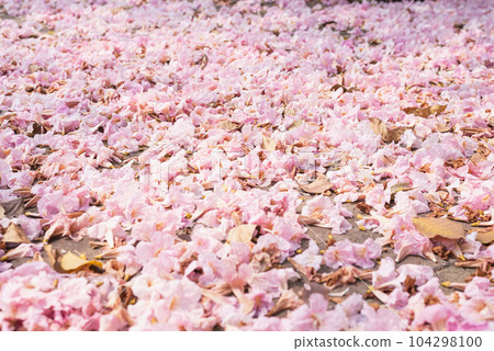 Closeup of street covered with fallen flowers. Pink trumpet tree blossom in Bangkok in March. Closeup of street covered with fallen flowers. Pink trumpet tree blossom in Bangkok in March. 104298100