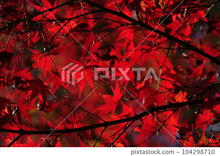 Autumn scenery Autumn scenery 104298710