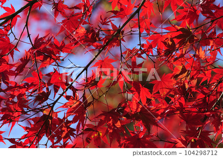 Autumn scenery Autumn scenery 104298712