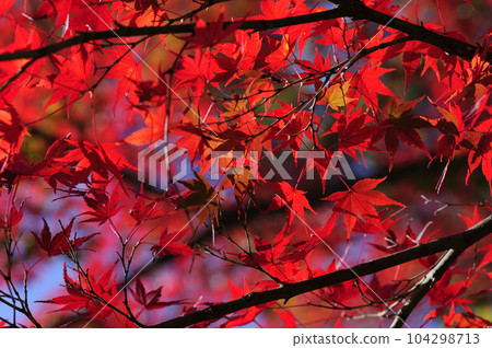秋天的景色 秋天的景色 104298713
