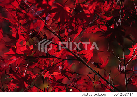 秋天的景色 秋天的景色 104298714
