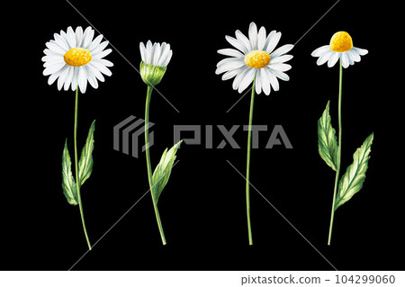 Watercolor white daisy flowers illustration isolated on white background. Chamomile. Detail of beauty products and botany set, cosmetology and medicine. For designers, spa decoration, postcards, 104299060