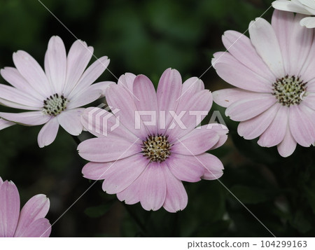 美麗的骨子草花瓣 104299163