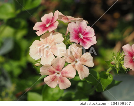 Antique colored phlox grown from seeds Antique colored phlox grown from seeds 104299167