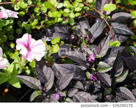 Group planting of ornamental capsicum Group planting of ornamental capsicum 104299178