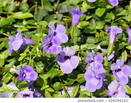 supertorenia catalina 的藍色花朵 supertorenia catalina 的藍色花朵 104299181