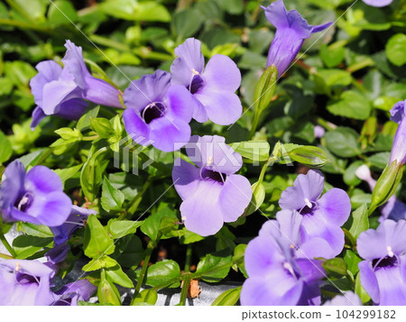supertorenia catalina 的藍色小花 supertorenia catalina 的藍色小花 104299182