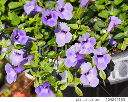 Super torenia catalina flower Super torenia catalina flower 104299183
