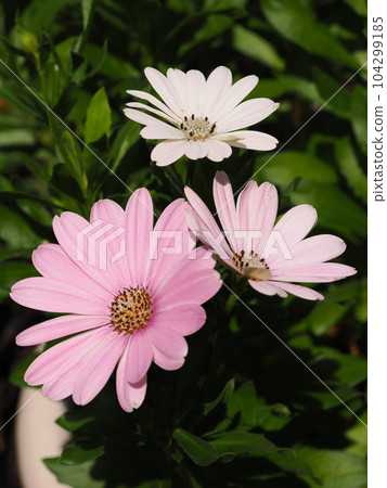 美麗的骨子草花瓣 104299185