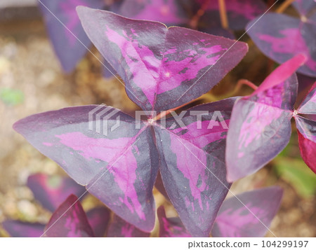 Pretty Leaves of Oxalis Triangularis Pretty Leaves of Oxalis Triangularis 104299197