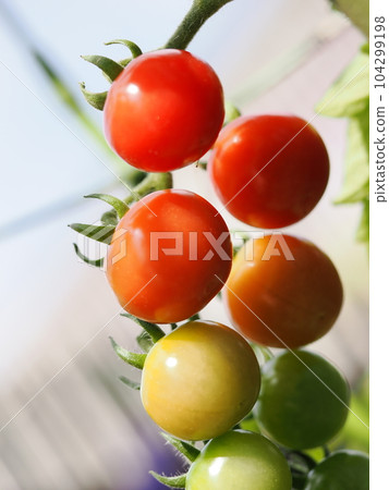 Red cherry tomatoes in the kitchen garden 104299198