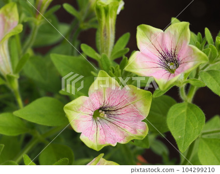 矮牽牛花瓣玩家 104299210