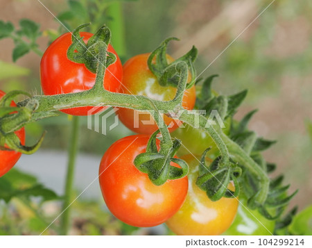 迷你西紅柿種植在花盆裡 迷你西紅柿種植在花盆裡 104299214