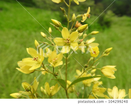 Kusaredama (grass ball) 104299248