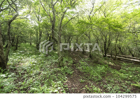 Scenery of the nature research road around Yawata, Nasu Kogen, Tochigi Prefecture Scenery of the nature research road around Yawata, Nasu Kogen, Tochigi Prefecture 104299575