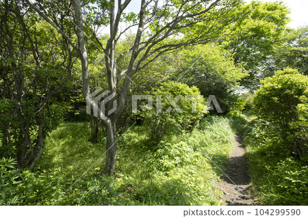 Scenery of the nature research road around Yawata, Nasu Kogen, Tochigi Prefecture Scenery of the nature research road around Yawata, Nasu Kogen, Tochigi Prefecture 104299590