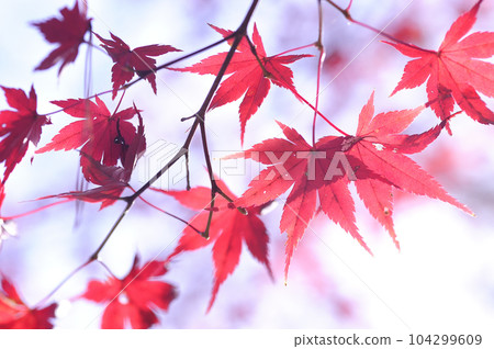 Autumn scenery Autumn scenery 104299609