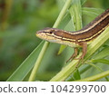 Japanese lizard perched on a leaf 104299700