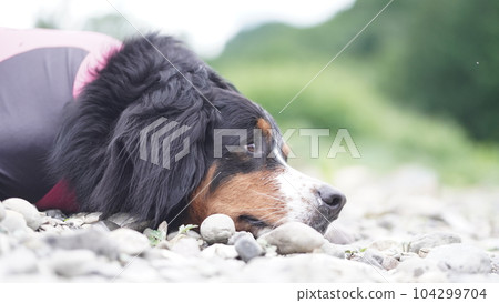 Bernese Mountain Dog 104299704