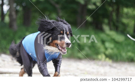 Bernese Mountain Dog Bernese Mountain Dog 104299717