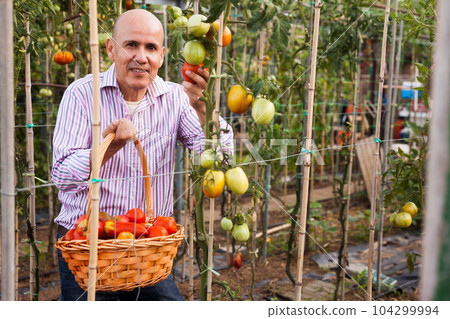 Man harvesting tomatoes Man harvesting tomatoes 104299994