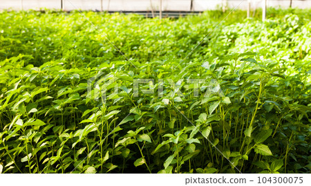 White jute plantation in greenhouse White jute plantation in greenhouse 104300075