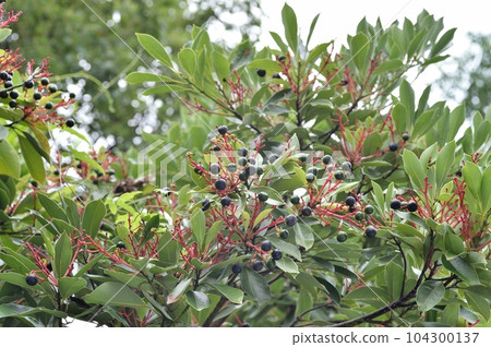 Tubukino的果實 104300137