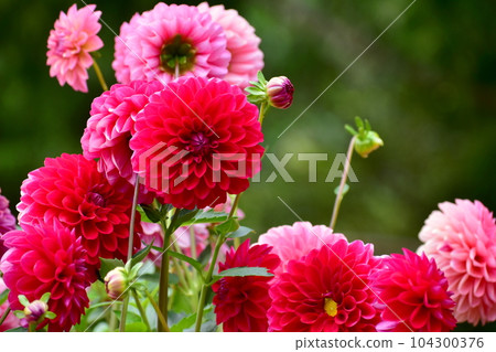 Dahlia Autumn Flower Sera Kogen Farm 104300376