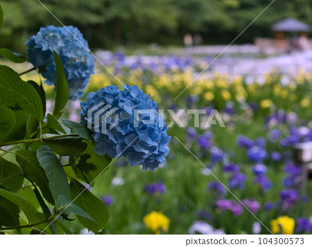Sanjo City Shirasagi Forest Park Japanese iris garden in full bloom Sanjo City Shirasagi Forest Park Japanese iris garden in full bloom 104300573
