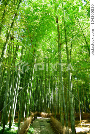 鎌倉報國寺以竹林而聞名 104300830