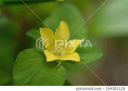 Conchoni flowers Conchoni flowers 104301129