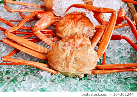 Snow crab Snow crab Landed crab Snow crab image material Snow crab Snow crab Landed crab Snow crab image material 104301244