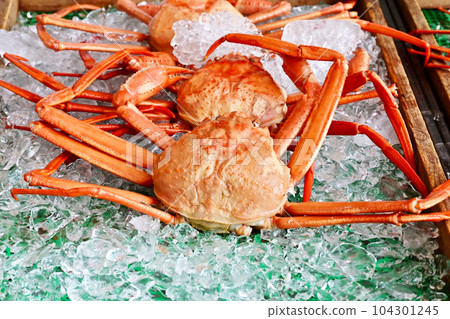 Snow crab Snow crab Landed crab Snow crab image material 104301245