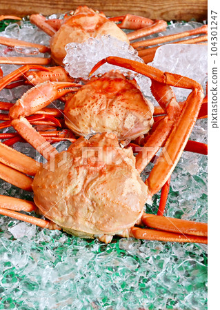 Snow crab Snow crab Landed crab Snow crab image material Snow crab Snow crab Landed crab Snow crab image material 104301247