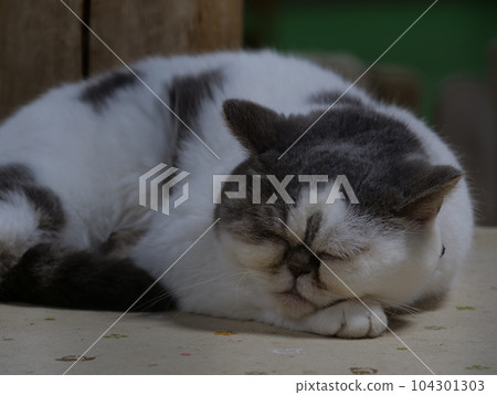 ugly cat ugly cat 104301303