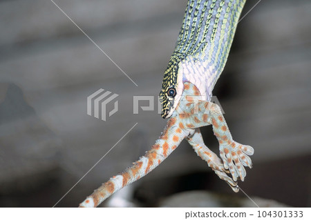 The green snake was swallowing the gecko almost completely The green snake was swallowing the gecko almost completely 104301333