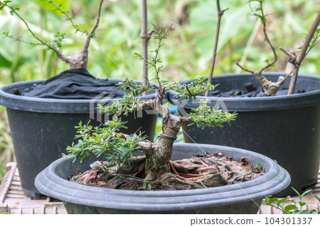 Antidesma acidum - Linh sam during the bonsai formation process. 104301337