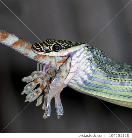 The green snake was swallowing the gecko almost completely 104301338