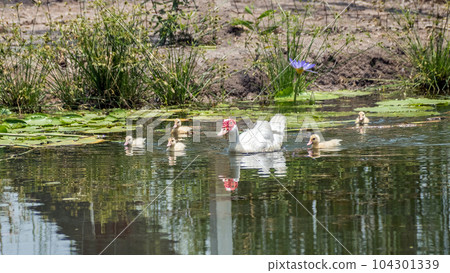 A family White duck with red face swimming in the swamp 104301339