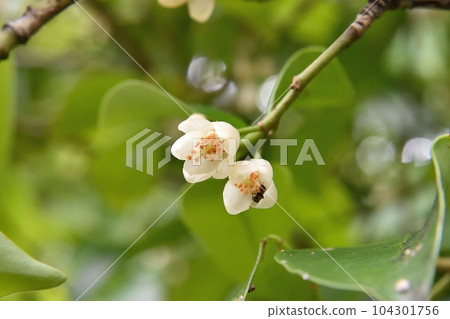 榊花蕾 104301756