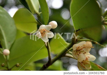 Sakaki flower bud 104301760