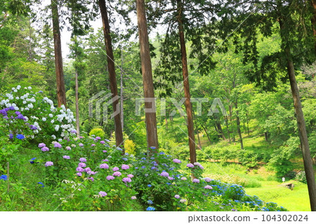 青梅市鹽船觀音寺繡球花 青梅市鹽船觀音寺繡球花 104302024